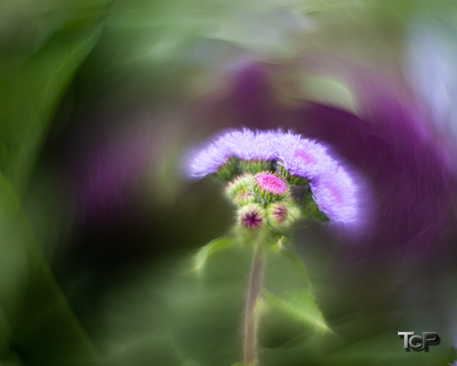20190730-D501-4819 merged edited final print luster