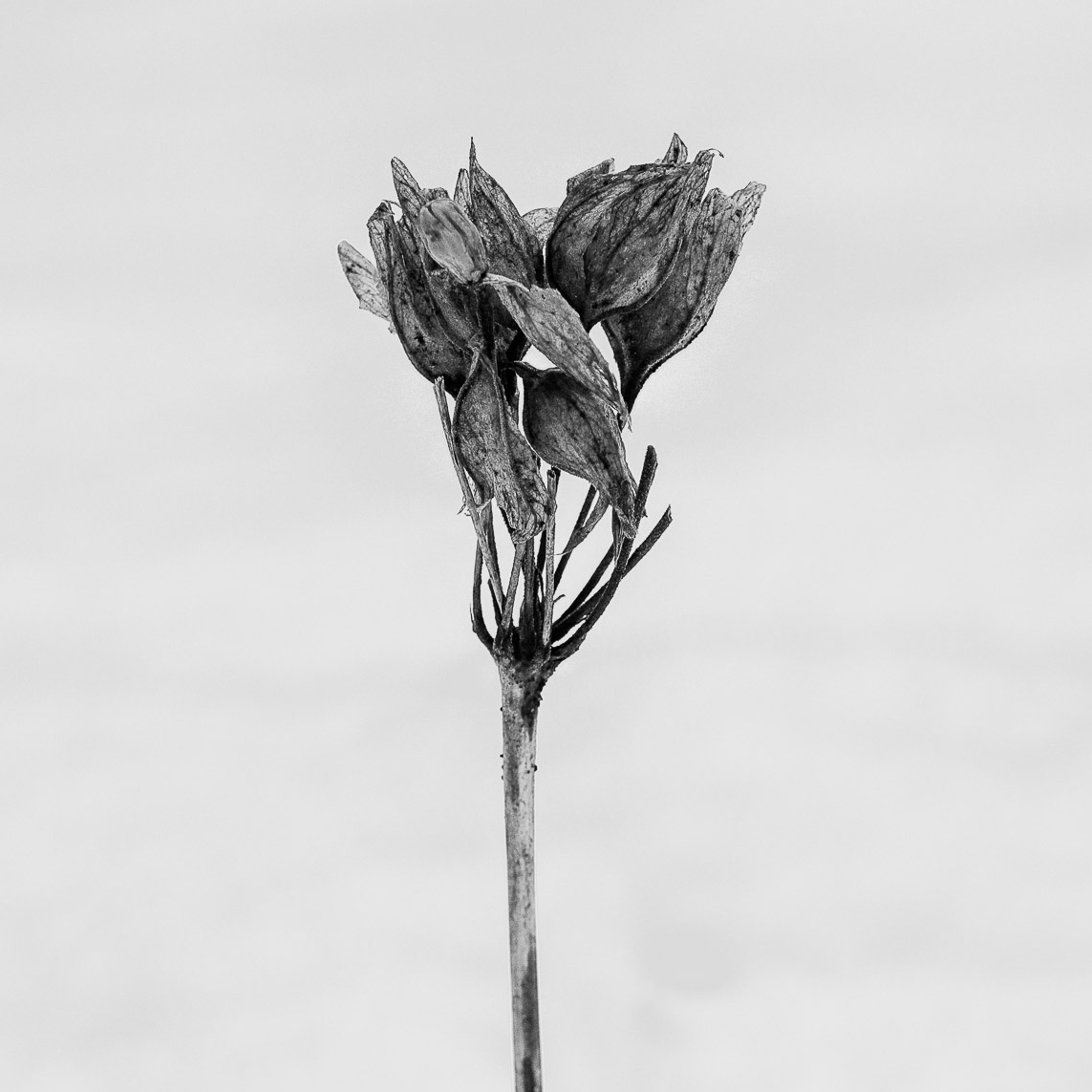 Hana Wabi-Sabi